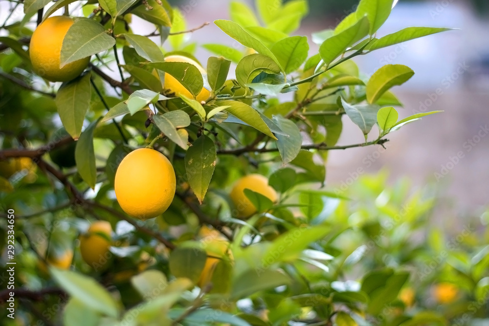 Lemon tree in a garden. Selective focus.