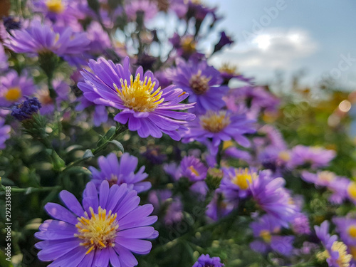 Fields of aster flowers. Close up shot  purple flower.