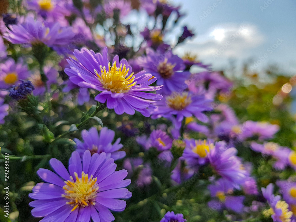 Fields of aster flowers. Close up shot, purple flower. Fields of aster flowers. Close up shot, purple flower.