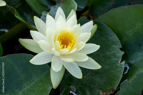 Blooming Lotus Flower or Water Lily in the park.