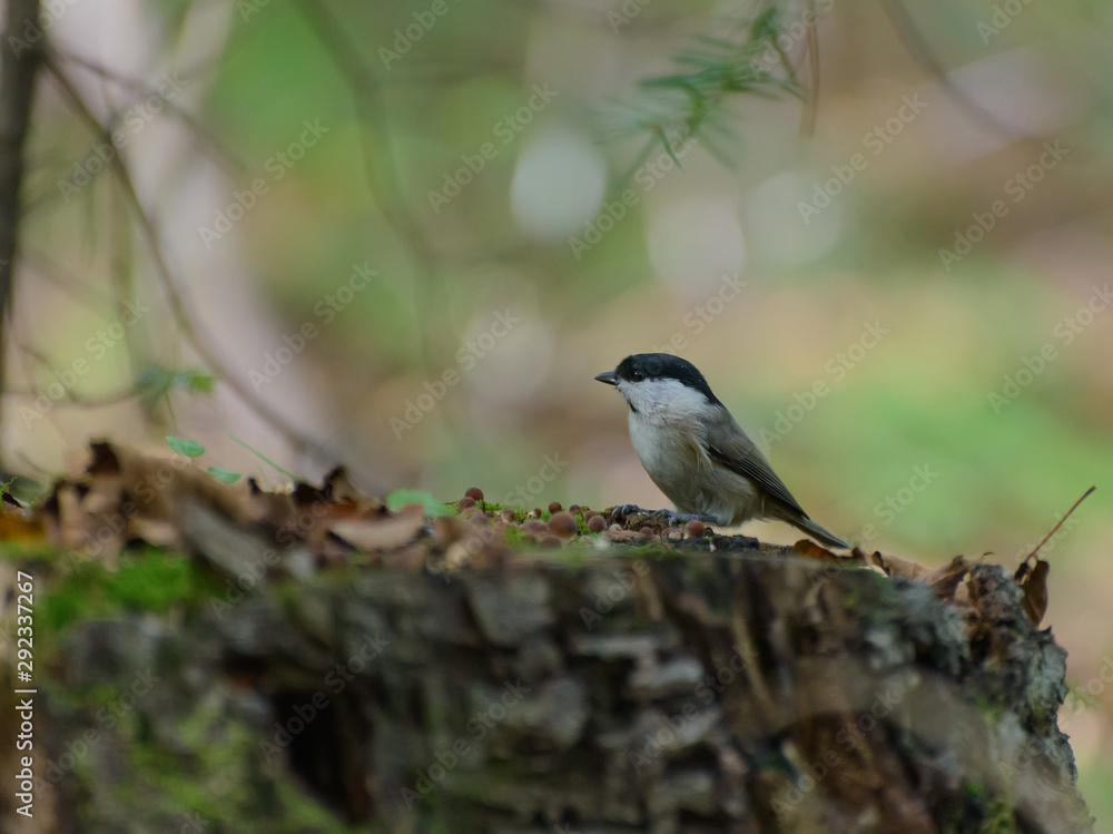 Fototapeta premium Willow tit in the forest. Selective focus with shallow depth of field.