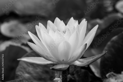 black and white blooming Lotus flower or Water lily in the park.