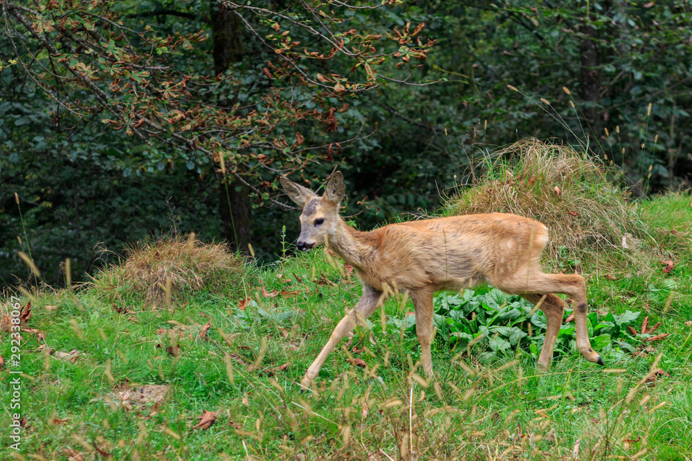 European roe deer in the Carpathians European roe deer in the Carpathians
