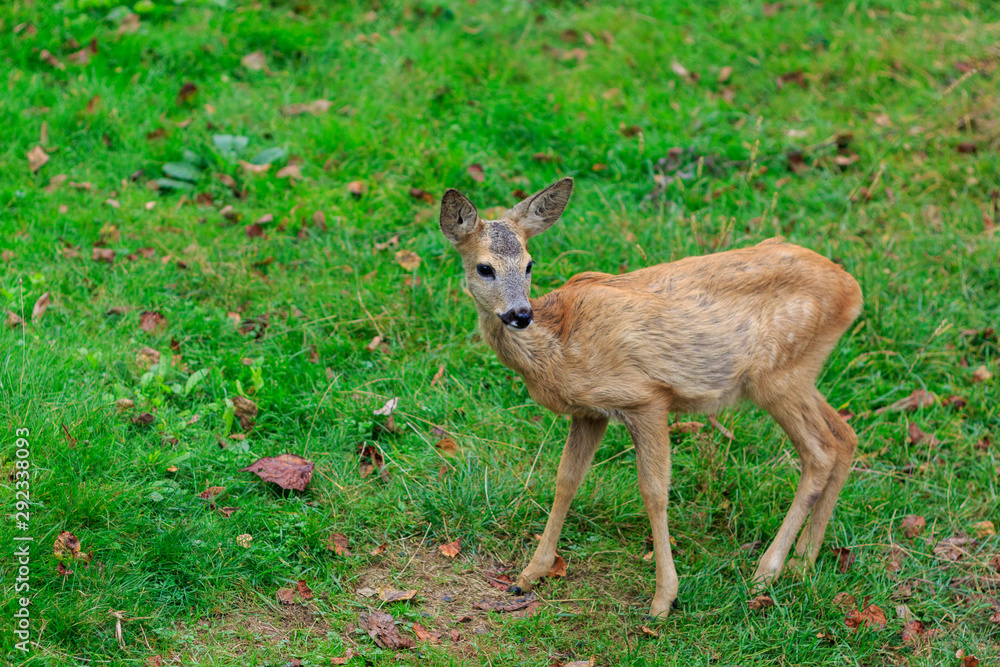 European roe deer in the Carpathians European roe deer in the Carpathians