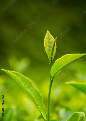 Green Tea Leaves Close Up