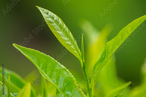 Close Up Green Tea Leaves 