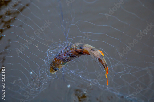 autumn fishing. In the nets confused river fish, which lies on a metal boat.