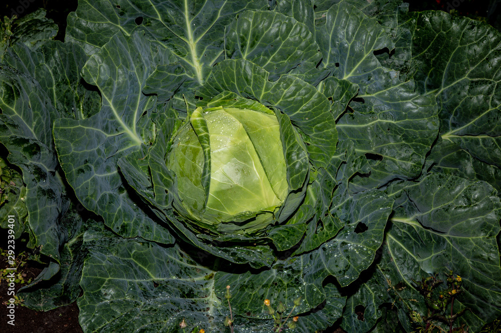 Obraz premium big, green cabbage. The view from the top. Garden, harvest