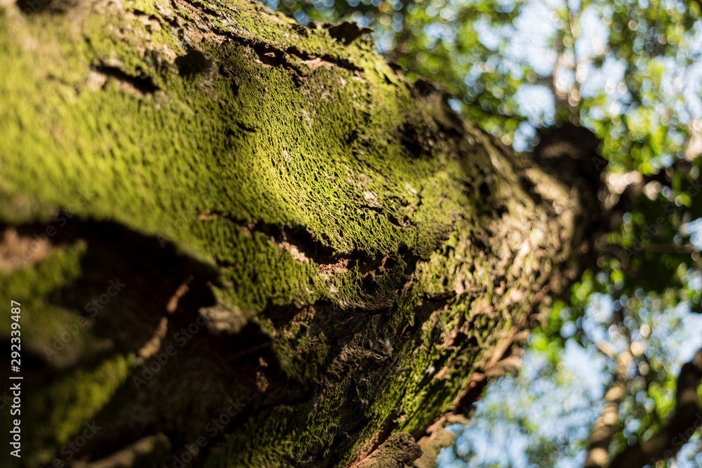 Obraz premium rascacielos