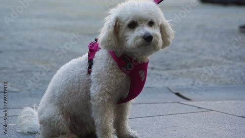 white dog toy poodle sits on city square among people legs looking at citizens walking in summer extreme close view