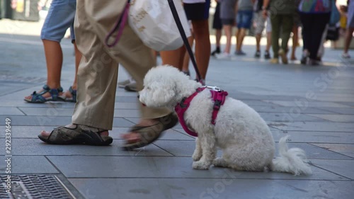 Wallpaper Mural man holds adorable poodle with pink leash on boulevard crowded with resting tourists close view low angle shot Torontodigital.ca