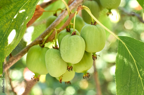 ripe vitamin fruit berry delicious actinidia (kiwi)