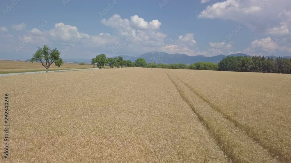 Wheat field in rural countryside nature in sunny day. Bio Farm, Green Agriculture Wheat field in rural countryside nature in sunny day. Bio Farm, Green Agriculture