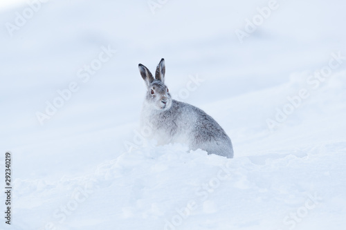 Wild mountain hare on smow covered mountain photo