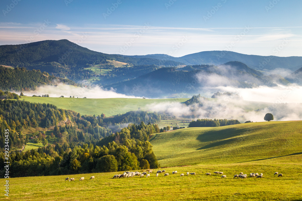 A herd of grazing sheep on a meadow in the foreground of a foggy landscape in the autumn morning. The Orava region near the village of Zazriva in Slovakia, Europe.