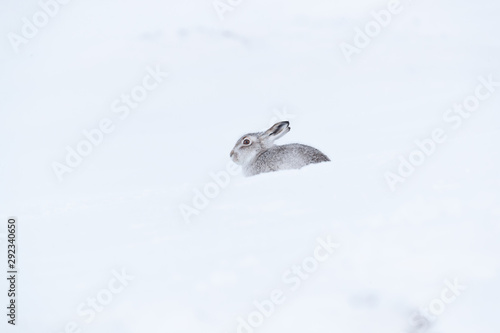 Wild mountain hare on smow covered mountain photo