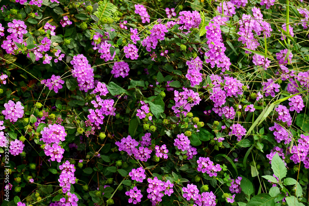 Beautiful purple flowers blooming in nature