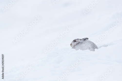 Wild mountain hare on smow covered mountain photo