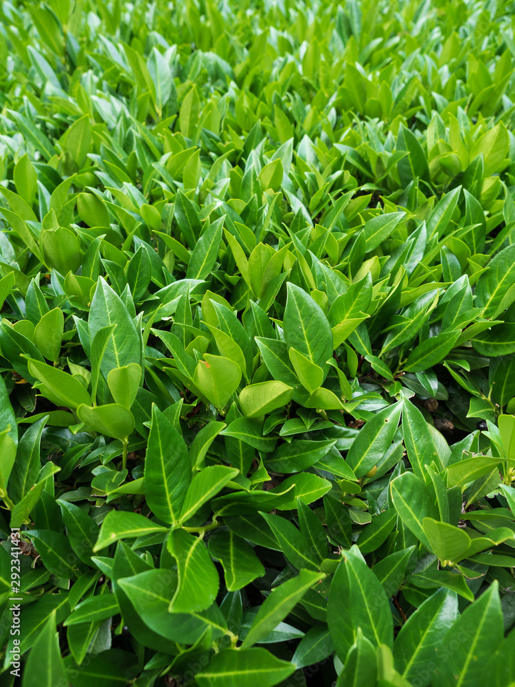 Green leaf with blur in foreground and background Green leaf with blur in foreground and background