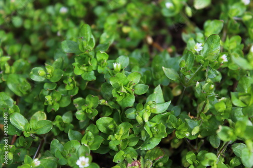 Wallpaper Mural Vogelmiere Torontodigital.ca