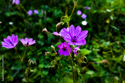 Purple Flower