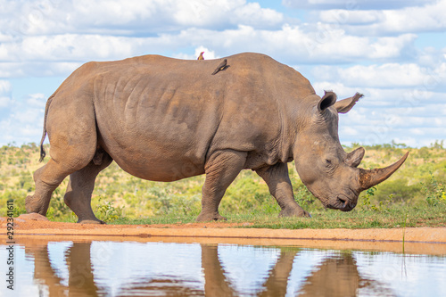 Portrait of a white rhinoceros  Ceratotherium simum  drinking water  Welgevonden Game Reserve  South Africa.