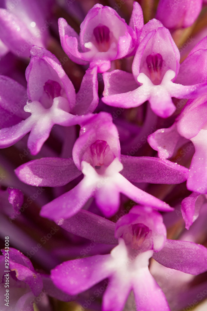 Anacamptis pyramidalis known as the pyramidal orchid