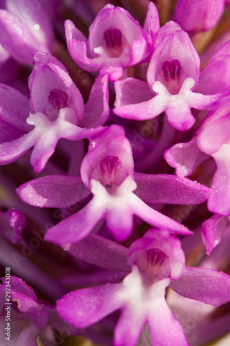 Anacamptis pyramidalis known as the pyramidal orchid