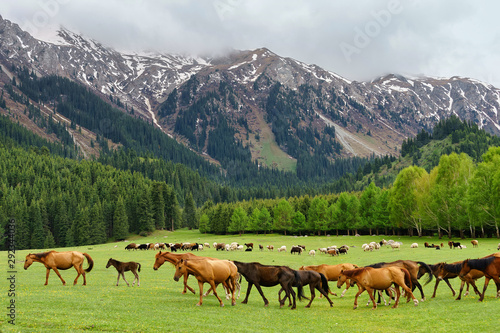 A herd of horses in Kyrgyzstan mountains