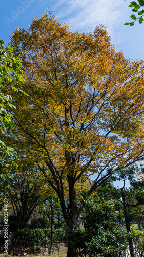 九月 樹木公園の樹木