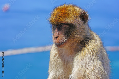 View of a wild Barbary Macaque monkey at the top of the Rock of Gibraltar