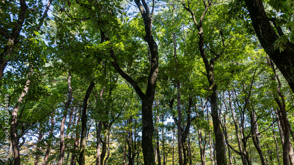 Obraz premium 九月の都市公園の樹木