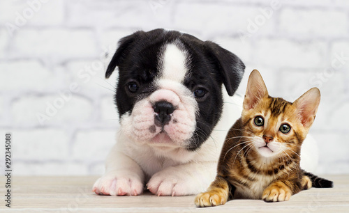 kitten and puppy lie together