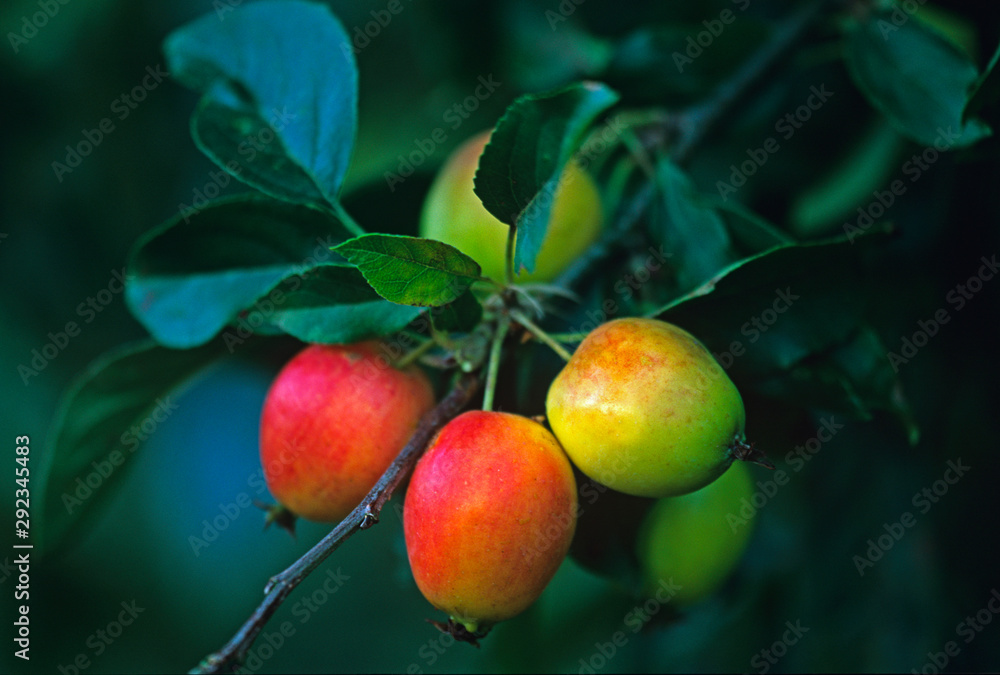 Malus 'Katherine' Ornamental Crabapple in a fruit and vegetable garden