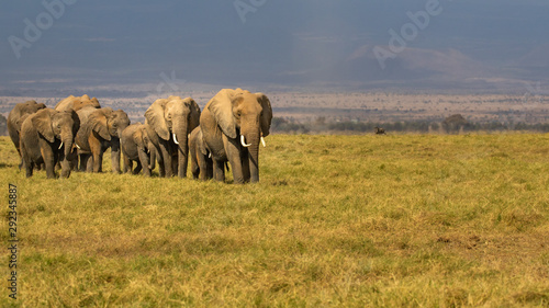 herd of elephants © Chuck
