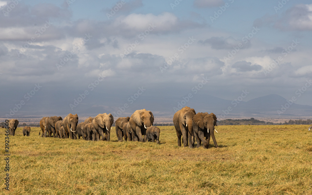 Elephants