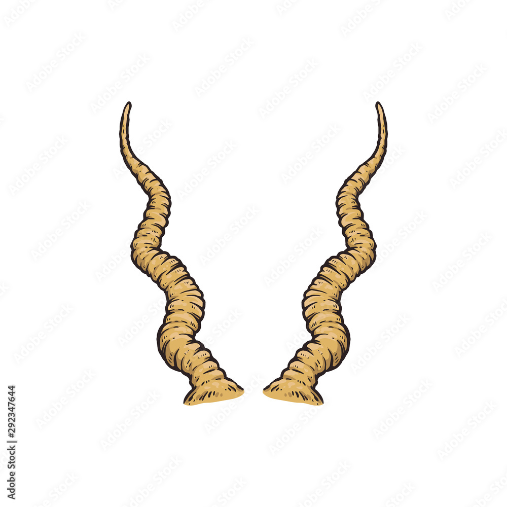 Obraz premium Screwhorn antelope horn drawing isolated on white background, yellow animal horns