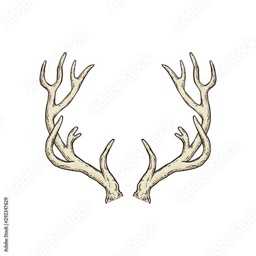 Photo Deer antlers drawing isolated on white background.
