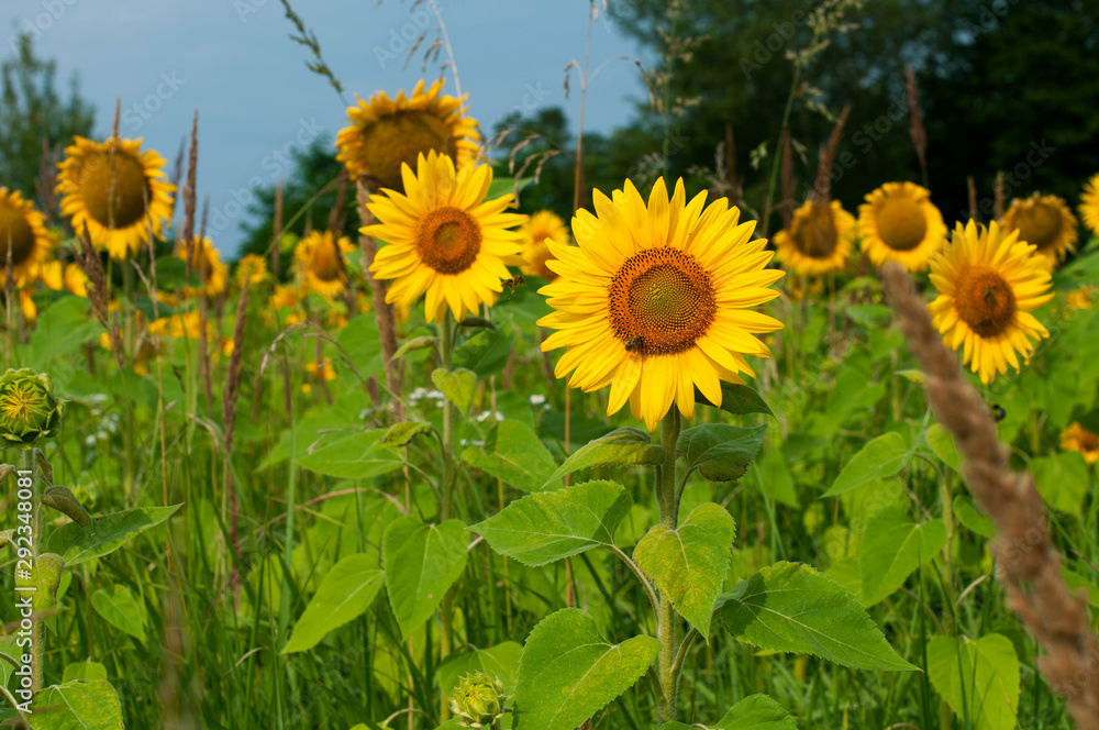 Fototapeta premium bright sunflowers on a large field on a sunny day