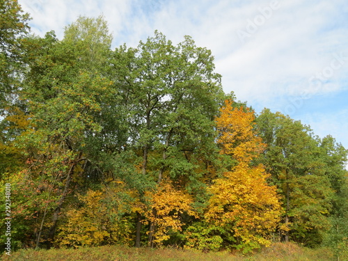Fototapeta Naklejka Na Ścianę i Meble -  Autumn forest with yellow-green foliage on trees against blue sky and withered grass