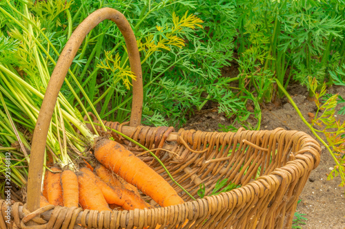 Carrots with green leaves on a bed while harvesting with a basket