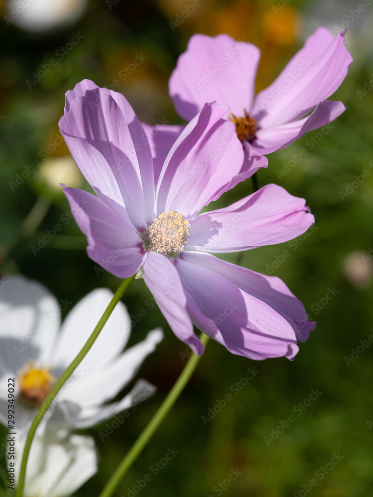 beautiful pink Cosmos bipinnatus flower beautiful pink Cosmos bipinnatus flower