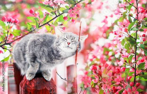 cute tabby cat walking on the Sunny garden among pink flowering branches of A...