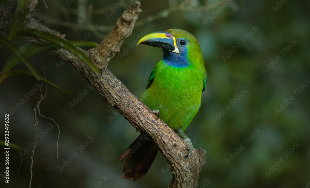 Blue-throated Toucanet, green toucan in the nature habitat