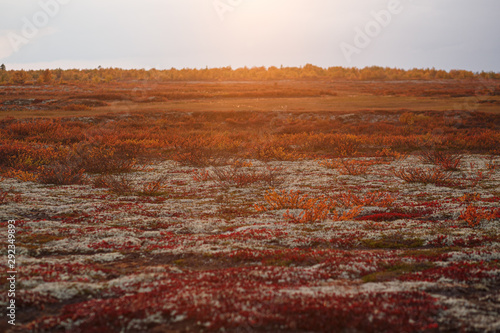 Beautiful warm autumn tundra scenery in sunshine. Bright natural colors. Untouched nature.