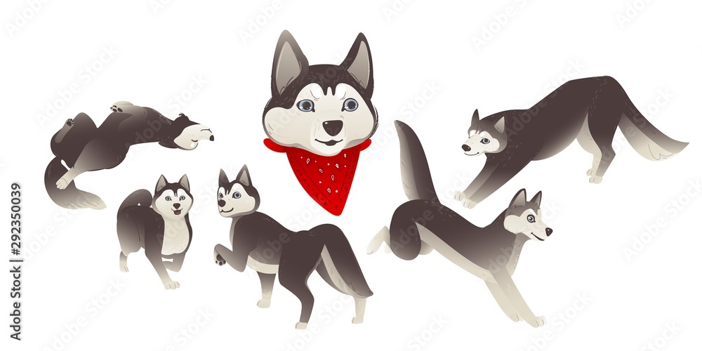 Set of cartoon siberian husky dogs, domestic animals and funny animals.