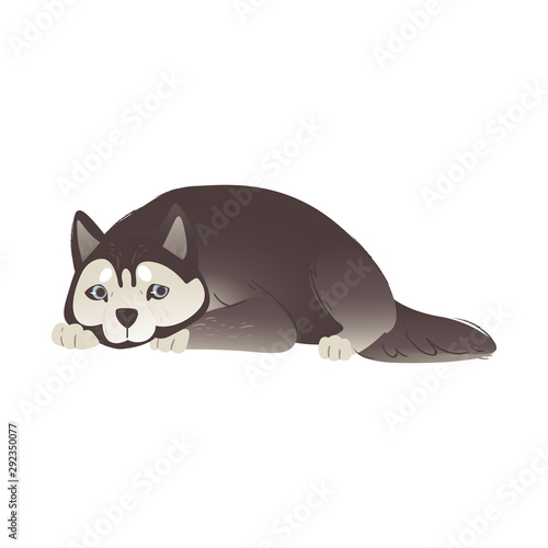 Alaskan Malamute or siberian husky dog laying flat vector illustration isolated.