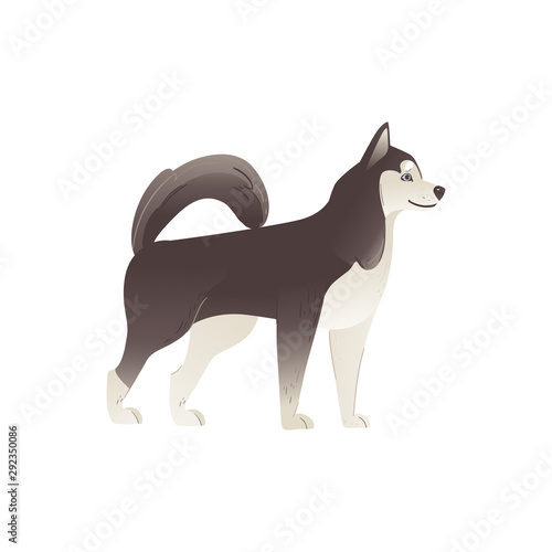Alaskan Malamute or siberian husky north dog flat vector illustration isolated.