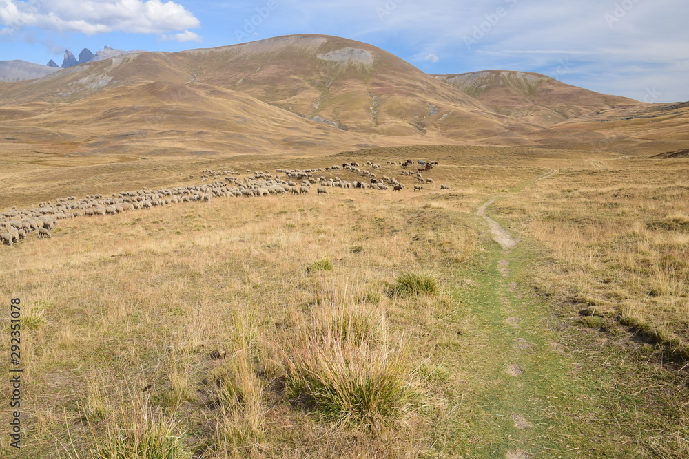 Troupeau de moutons sur le Plateau d'Emparis