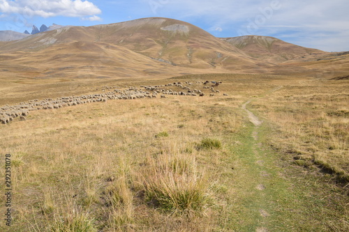 Troupeau de moutons sur le Plateau d'Emparis